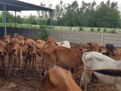 Karamsad Shakha Mandir