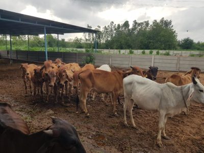 Karamsad Shakha Mandir