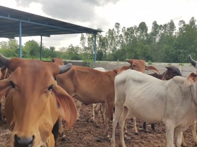 Karamsad Shakha Mandir