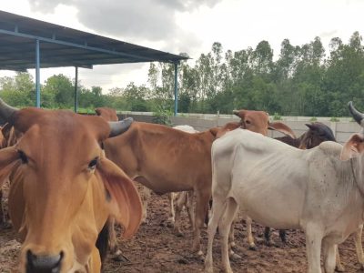 Karamsad Shakha Mandir